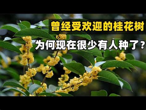 桂花風水五行|如何按照風水來擺設桂花？（特徵、方位、共同擺設的植物）